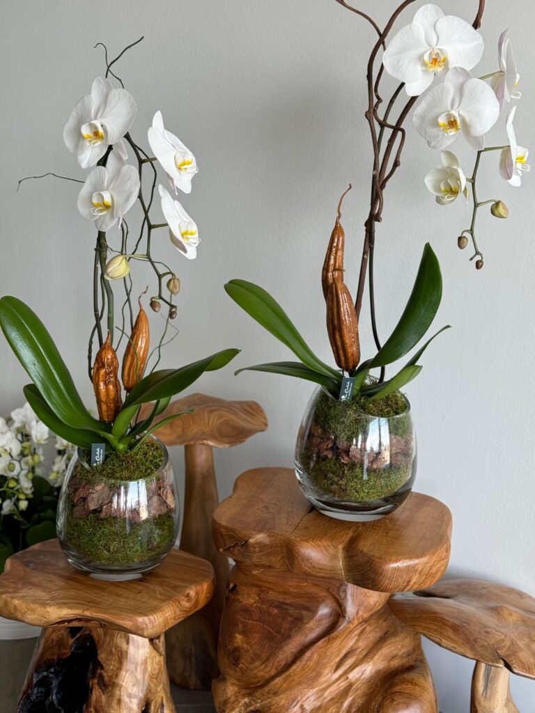 Dining Room  White Orchid Arrangements