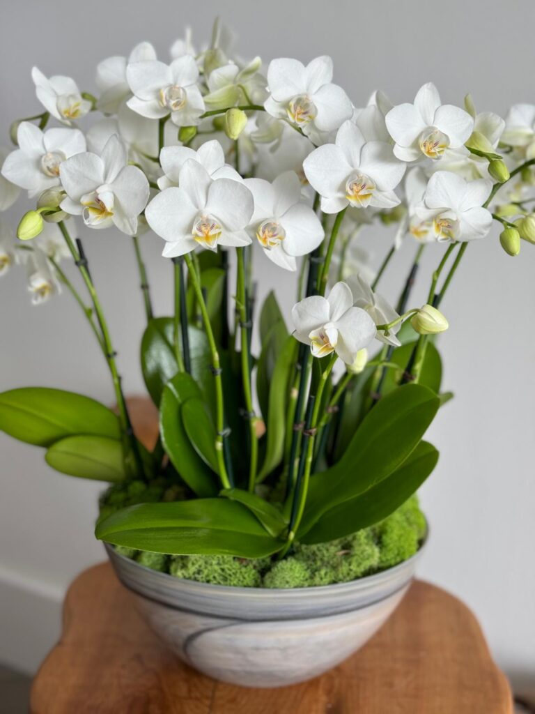 Dining Room  White Orchid Arrangements