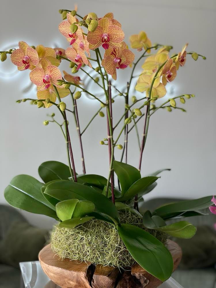 Essential Tips for Caring for Orchids During Florida's Autumn