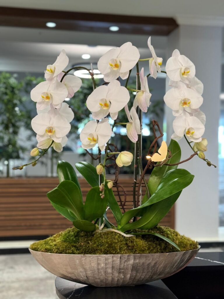 Essential Tips for Caring for Orchids During Florida's Autumn