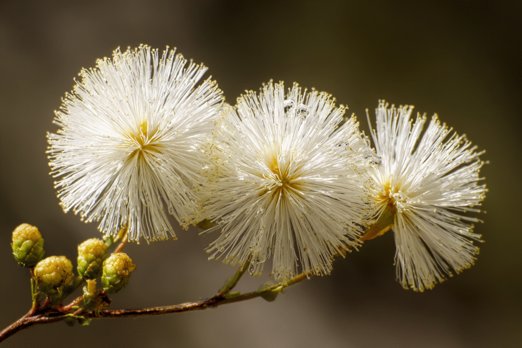 Unique_flowers_of_Florida